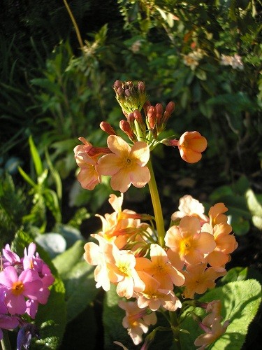 Candelabra Primulas