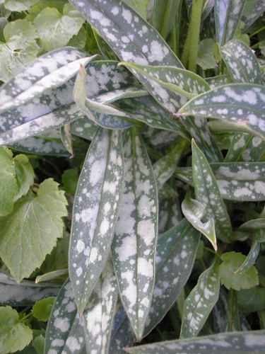 P. longifolia