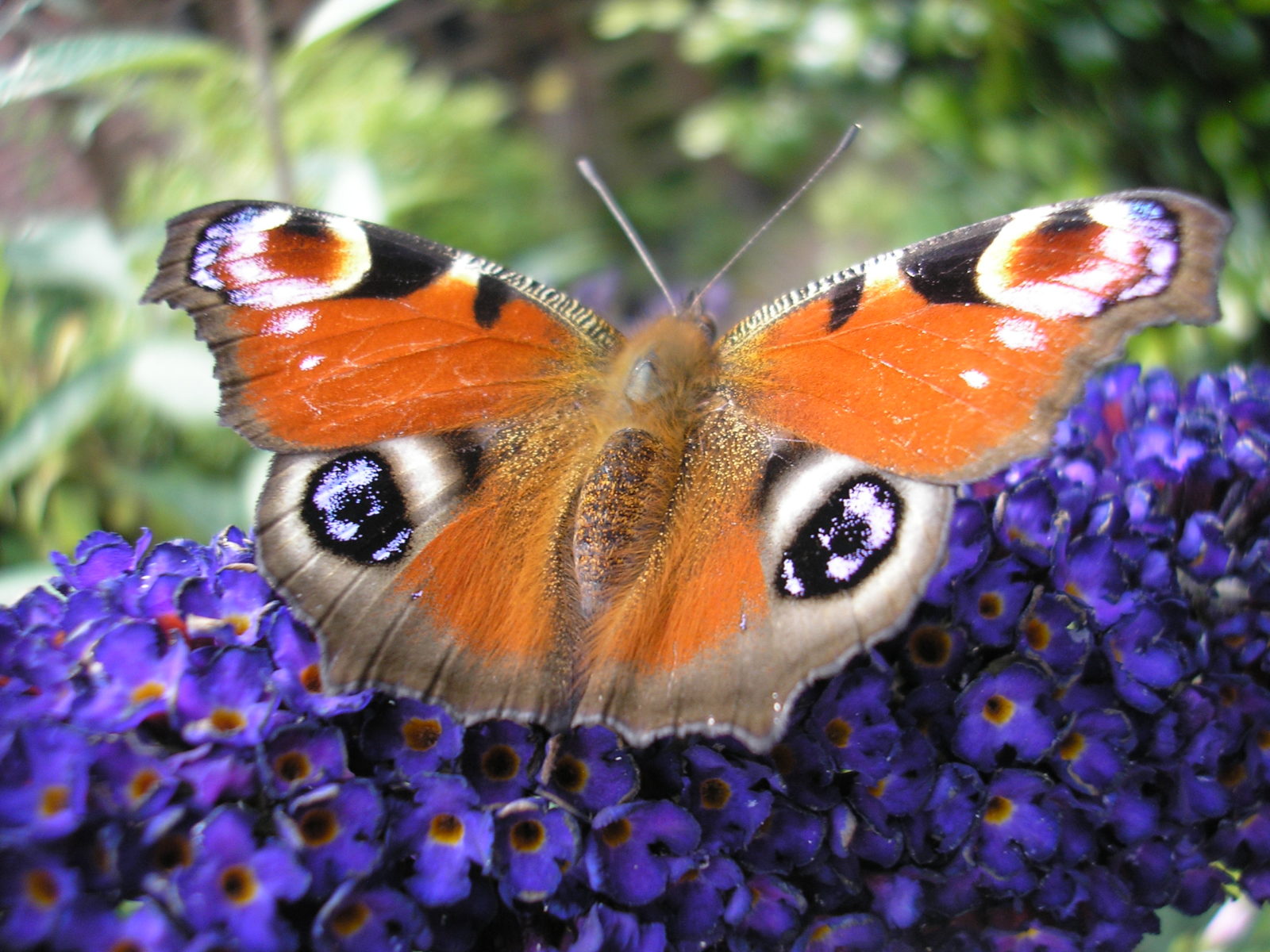 Peacock butterfly on Buddleia