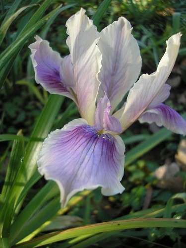 Californian Iris