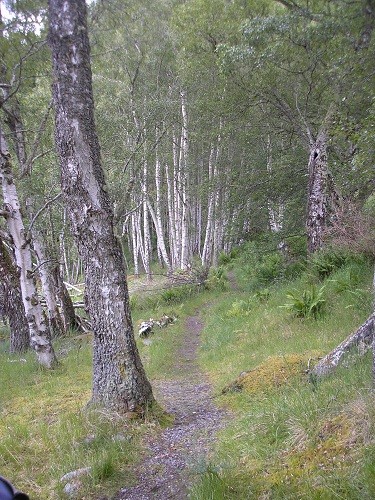 Birch woods