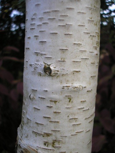 silver birch