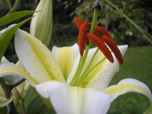 Unknown lily