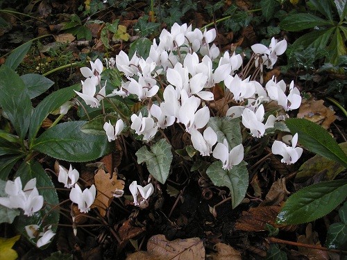 C.hederifolium alba