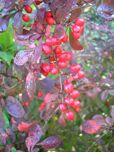 Berberis berries