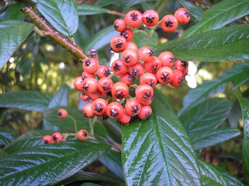 Cotoneaster berries