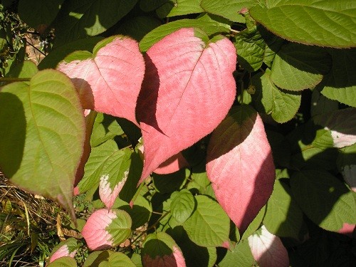 Pink leaves