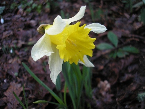 The first flower on Narcissus pseudonarcissus.