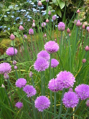 Chives.