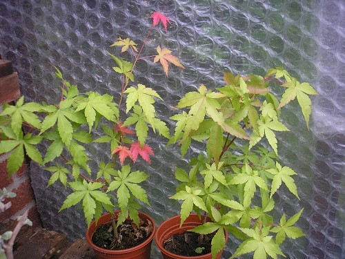 Seedlings of Acer Osakazuki