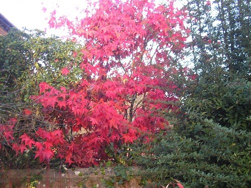This Acer is such a fantastic colour, I have never noticed it before, it must have grown a lot this year.