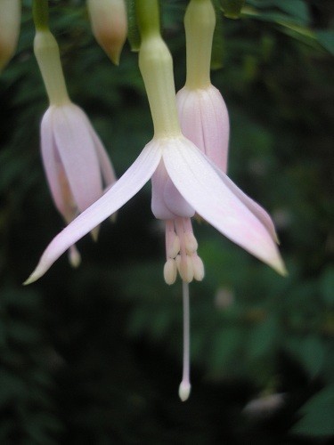 Fuchsia magellanica alba