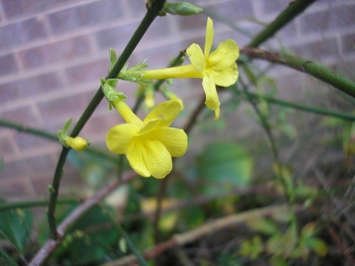 Winter Jasmine by the front door. Strange to think that in just another month, the first of my snowdrops flower here.