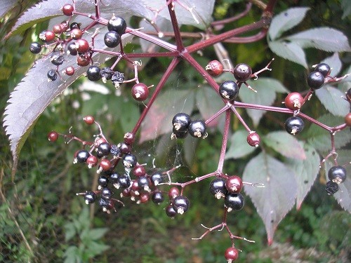 Elderflower berries
