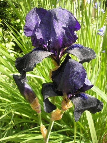 Tall bearded Iris