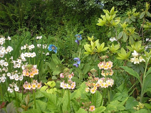 Right end with meconopsis
