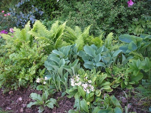 You can almost see the hostas growing each day. In front is Primula japonica Pstford White.