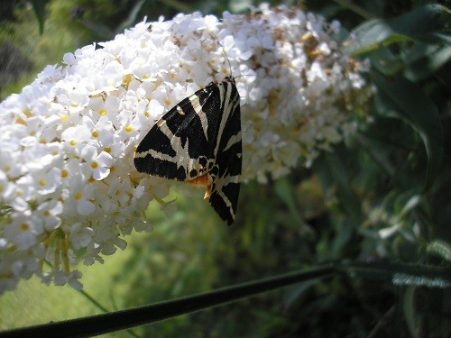 Jersey Tiger moth