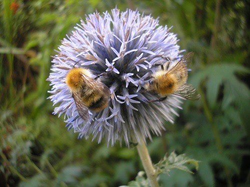 Bees on echinops