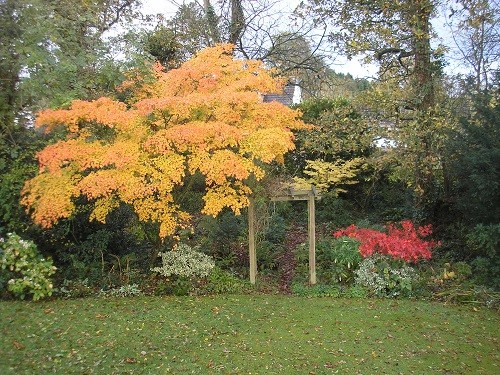 Woodland with acers