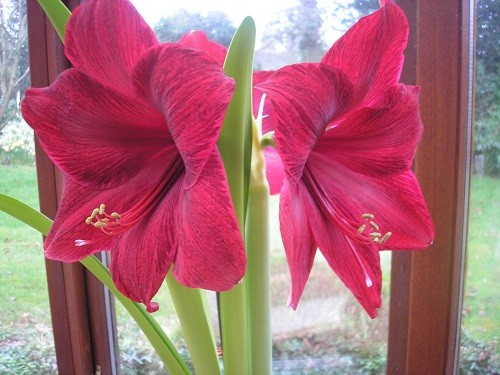 Hippeastrum Black Pearl. This isn't anywhere near as dark as I thought it was going to be, but the petals have a lovely texture.