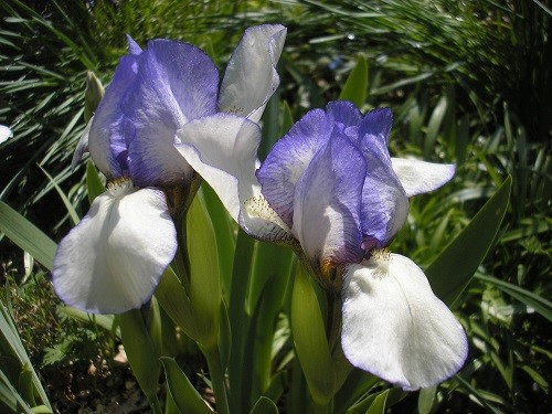 Dwarf iris