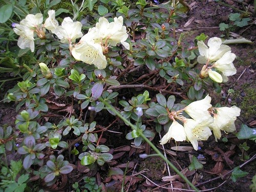 Dwarf Rhododendron