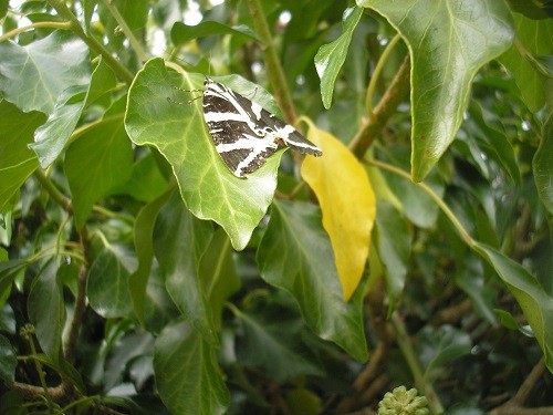 Jersey Tiger moth