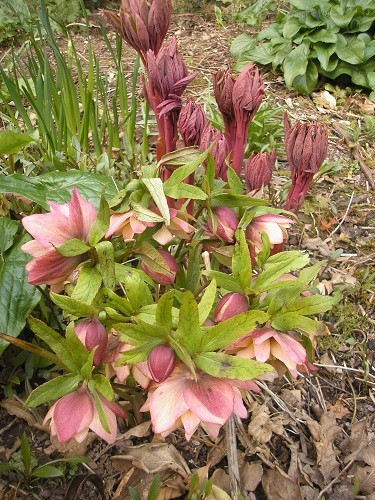 Hellebore and Peony