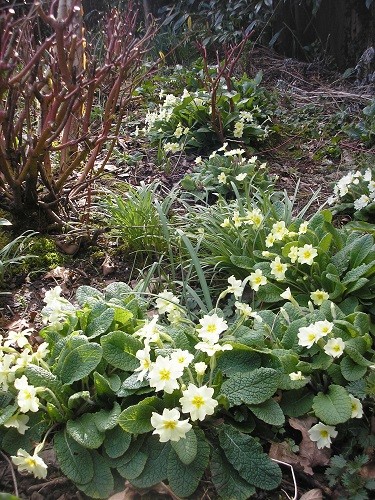Primroses in the front