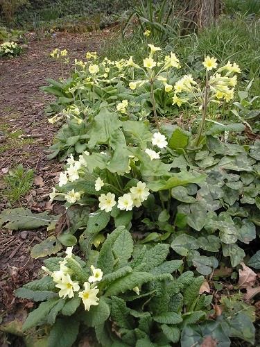 Woodland primroses