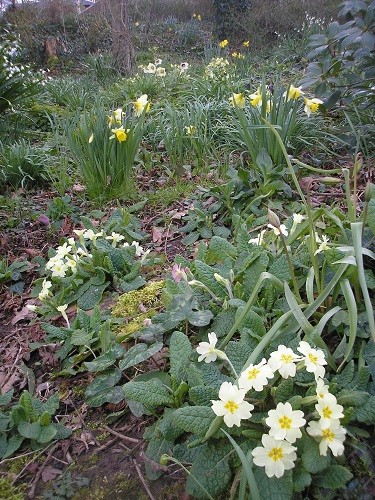 Woodland primroses
