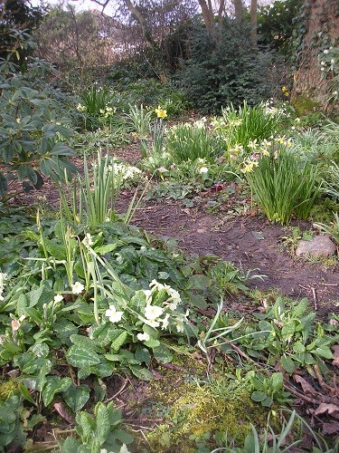 Woodland primroses