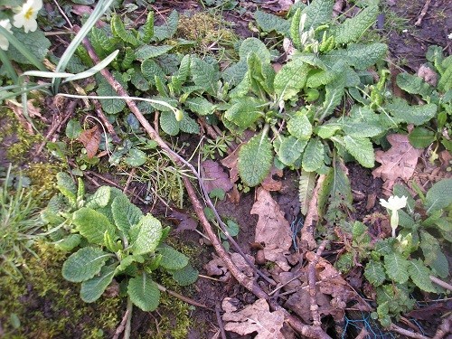 Primrose seedlings