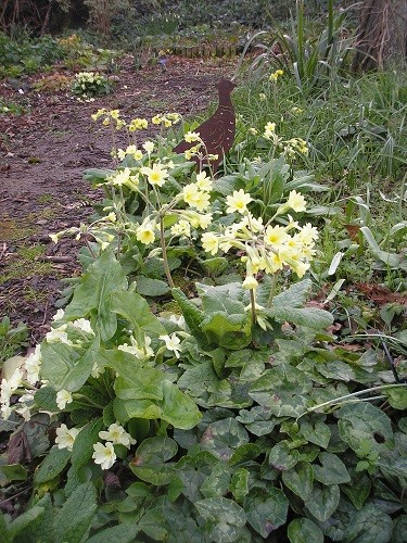 Woodland primroses