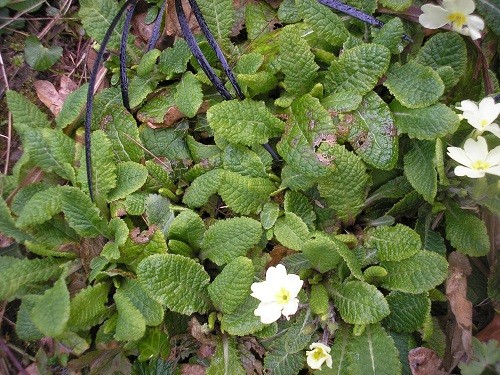 Primrose seedlings