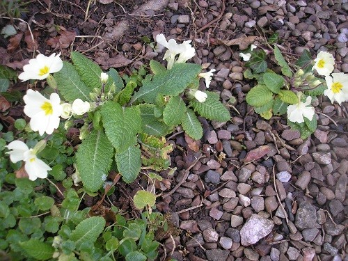 Primrose seedlings