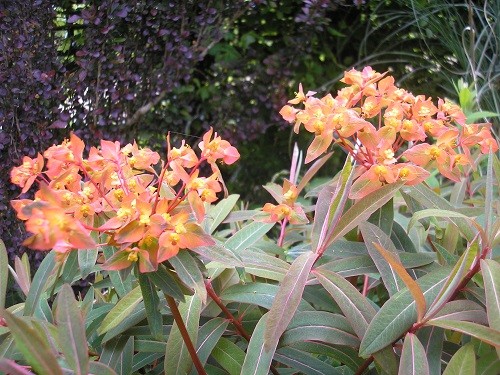 Euphorbia Dixter