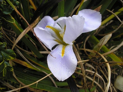 Iris unguicularis Walter Butt