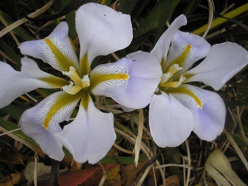 Iris unguicularis Walter Butt