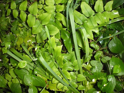 Cyrtomium falcatum, the Japanese Holly fern.