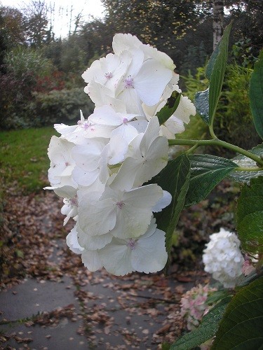 Late bloom on Hydrangea.