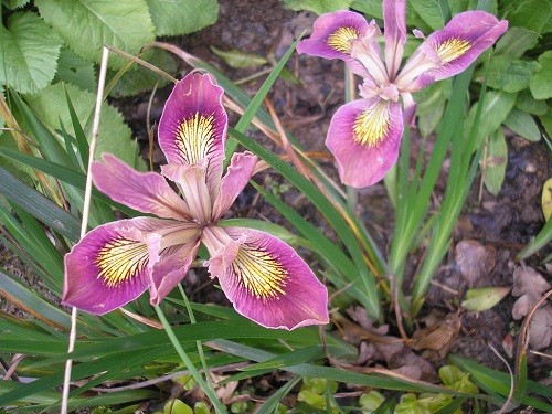 Californian iris