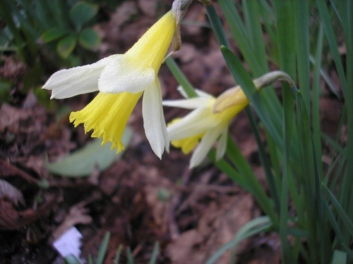 Narcissus pseudonarcissus is a species,so is the only one I allow to seed around.