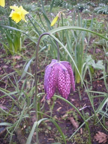 I haven't seen Mr P for a couple of weeks now, so far my fritillaries are safe.