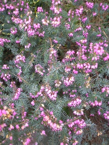 Winter heathers are adding a splash of colour to the garden.