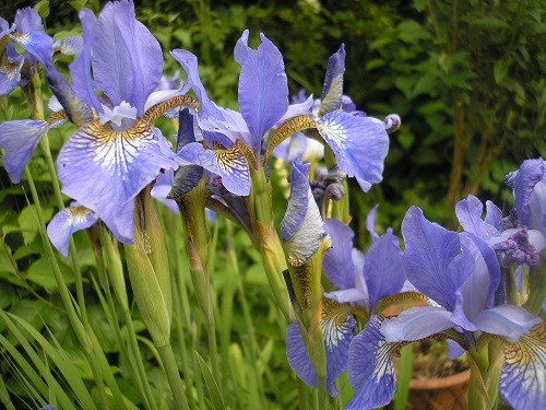 English Iris are putting on a good display in the front.