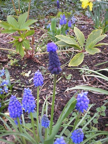 Each new clump of Muscari seems to somehow have a different navy flower with a paler topknot!