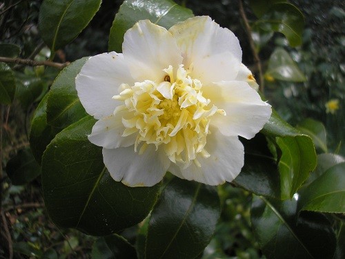 Camellia Jury's Yellow in the woodland.