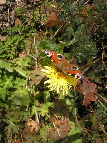 Thank goodness for dandylions, it was just what this peacock butterfly wanted! 